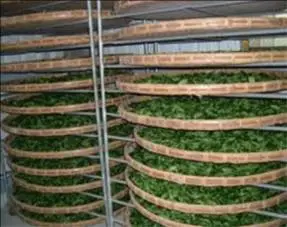 製茶技術 丙級 茶葉製造 第 394 題 題目 圖片