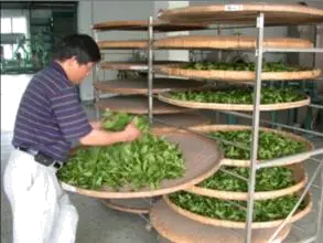 製茶技術 丙級 茶葉製造 第 395 題 題目 圖片