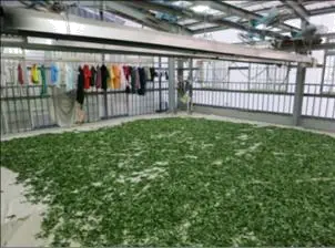 製茶技術 丙級 食品衛生與工業安全 第 47 題 題目 圖片